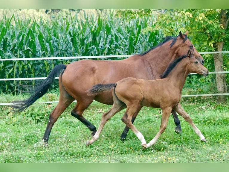 Austrian Warmblood Mare Foal (05/2025) Brown in Villach-Innere Stadt