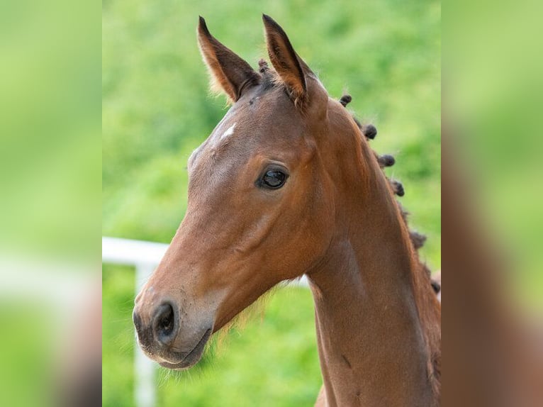 Austrian Warmblood Mare Foal (03/2024) Brown in Mehrnbach