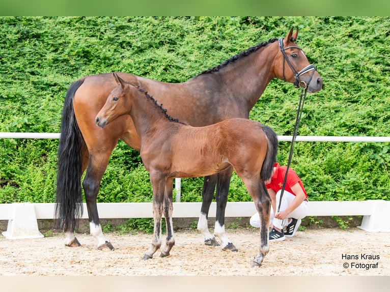 Austrian Warmblood Mare Foal (03/2024) Brown in Mehrnbach