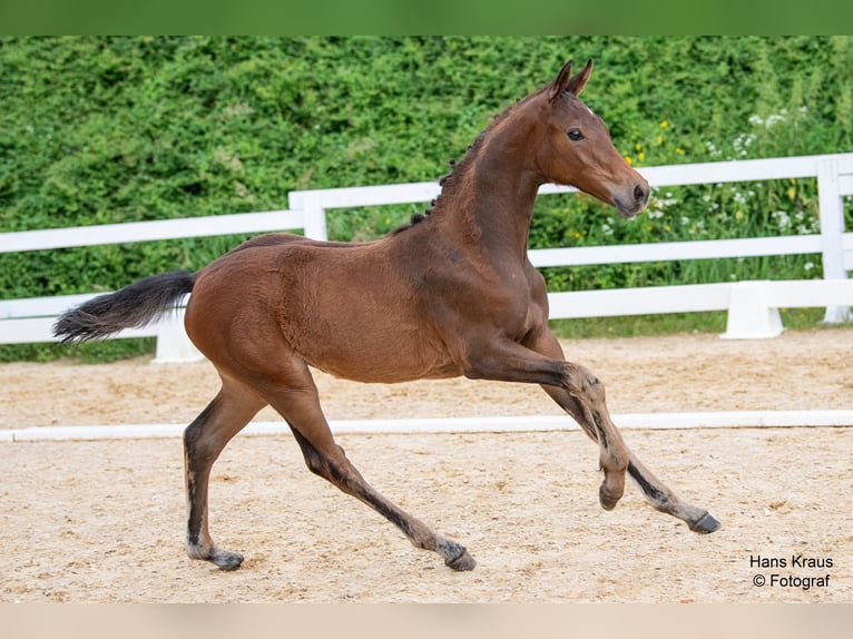 Austrian Warmblood Mare Foal (03/2024) Brown in Mehrnbach