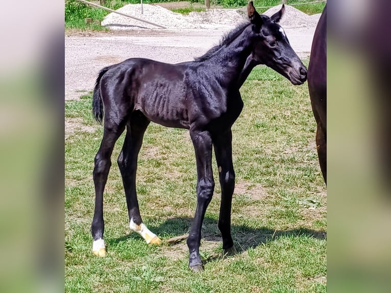 Austrian Warmblood Mare Foal (06/2026) Chestnut in Neue Heimat