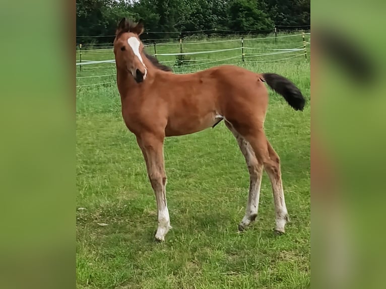 Austrian Warmblood Mare Foal (06/2026) Chestnut in Neue Heimat