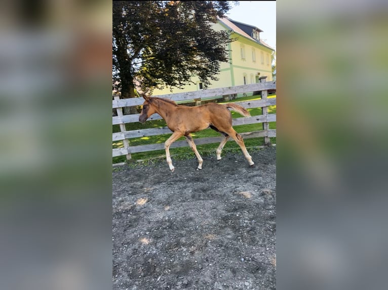Austrian Warmblood Mare Foal (05/2025) Chestnut in M&#xFC;hlen
