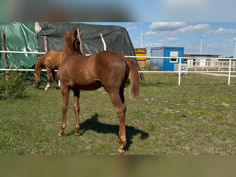 Austrian Warmblood Mare Foal (04/2025) Chestnut-Red in Deutsch Wagram