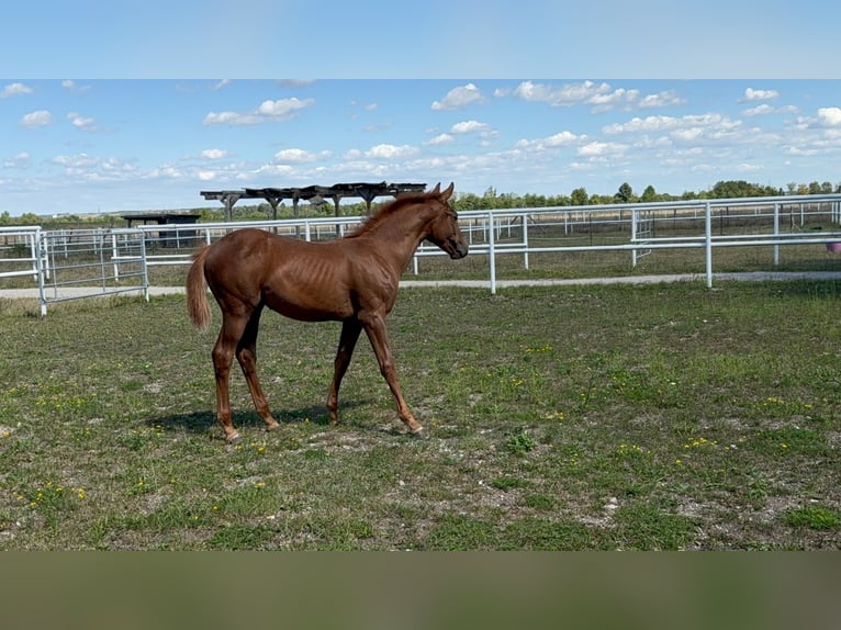 Austrian Warmblood Mare Foal (04/2025) Chestnut-Red in Deutsch Wagram