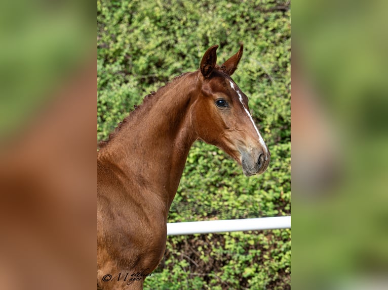 Austrian Warmblood Mare Foal (04/2026) Chestnut-Red in Lieserbrücke