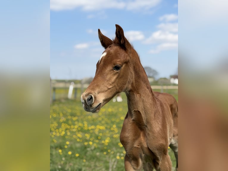 Austrian Warmblood Mare Foal (03/2026) Chestnut-Red in Unterpetersdorf