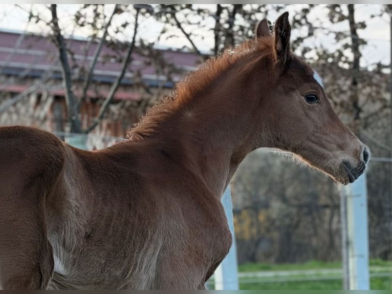 Austrian Warmblood Mare Foal (03/2026) Chestnut-Red in Unterpetersdorf