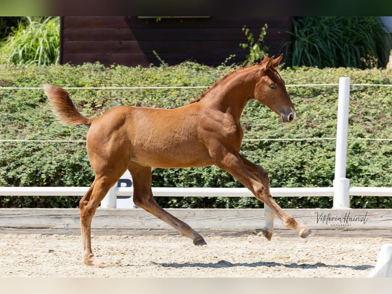 Austrian Warmblood Mare Foal (04/2025) Chestnut-Red in Punitz