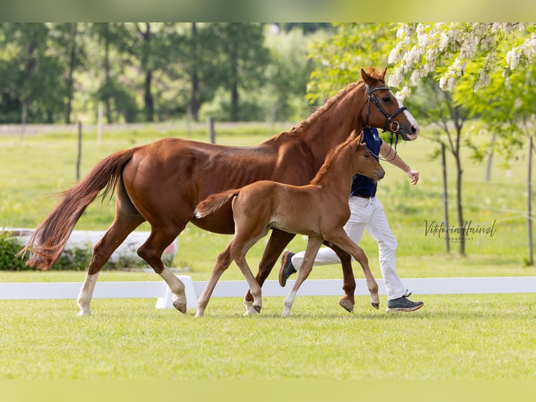 Austrian Warmblood Mare  Chestnut-Red in Punitz