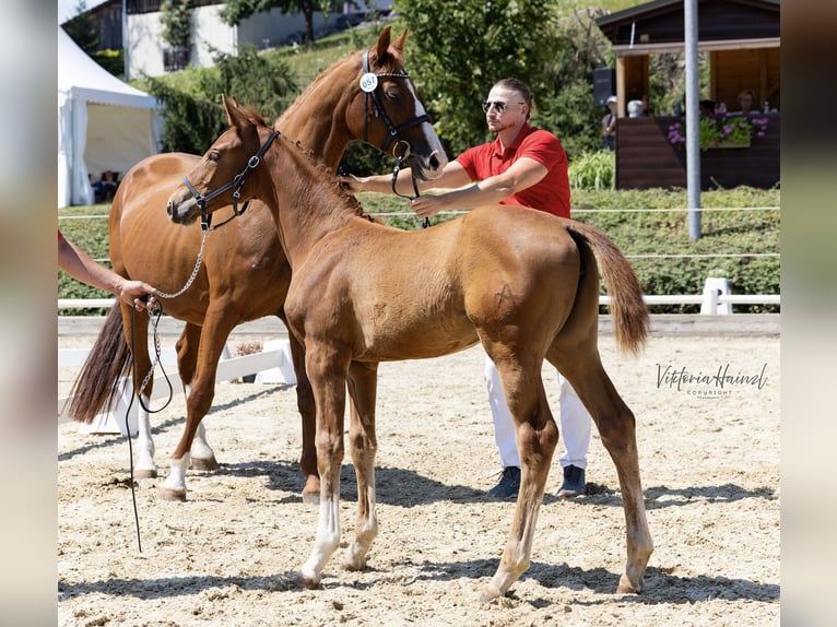 Austrian Warmblood Mare Foal (04/2025) Chestnut-Red in Punitz