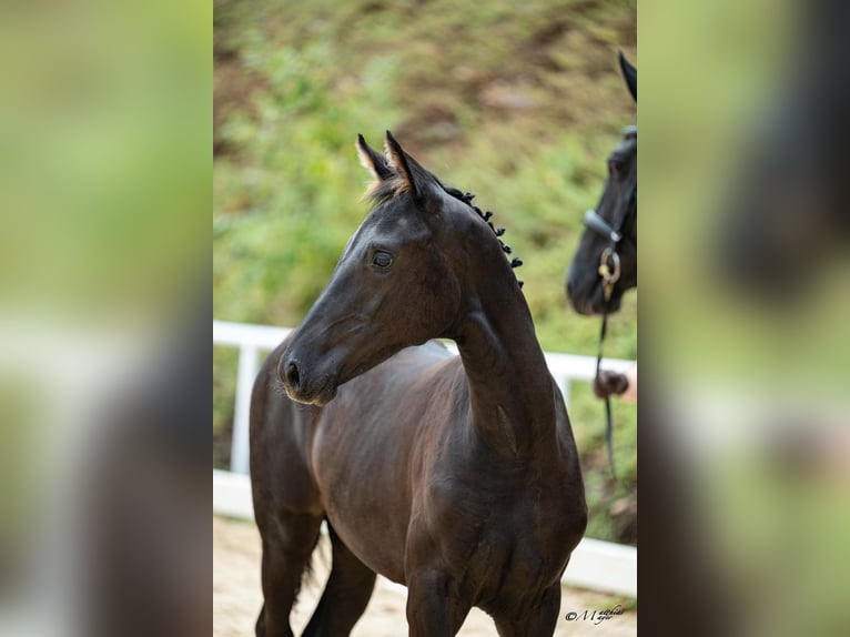 Austrian Warmblood Mare Foal (04/2026)  in Mehrnbach