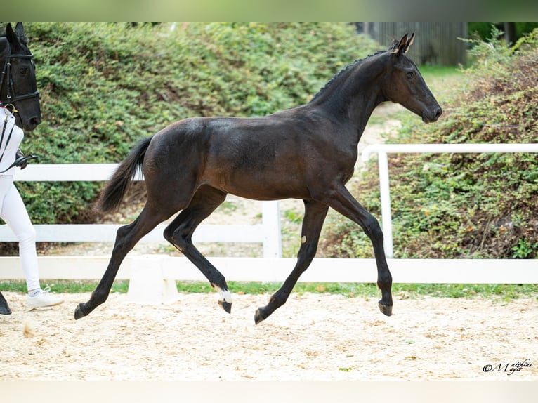 Austrian Warmblood Mare Foal (04/2026)  in Mehrnbach
