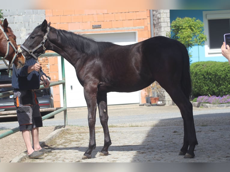 Austrian Warmblood Stallion 1 year 15,1 hh Black in Puchkirchen