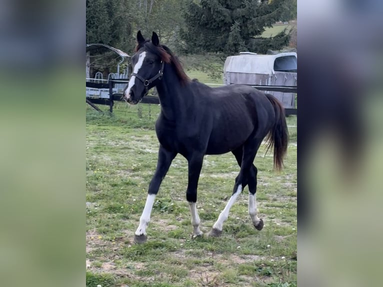 Austrian Warmblood Stallion 1 year 16.1 hh Black in Bastogne