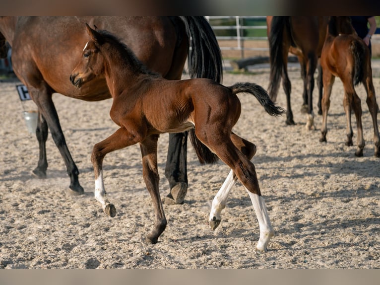 Austrian Warmblood Stallion 1 year 16.1 hh Brown in Garsten
