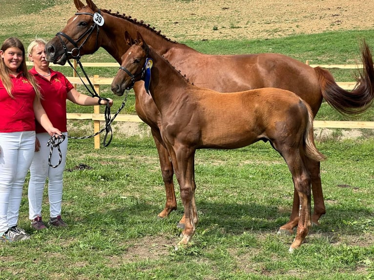 Austrian Warmblood Stallion 1 year 16,2 hh Chestnut-Red in Amstetten