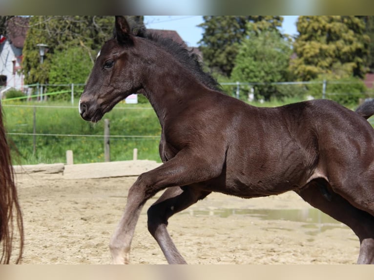 Austrian Warmblood Stallion 1 year 16,2 hh in Amstetten