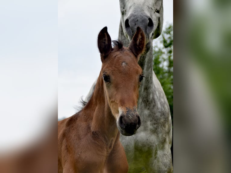 Austrian Warmblood Stallion 1 year 16,3 hh Brown in Grimmenstein