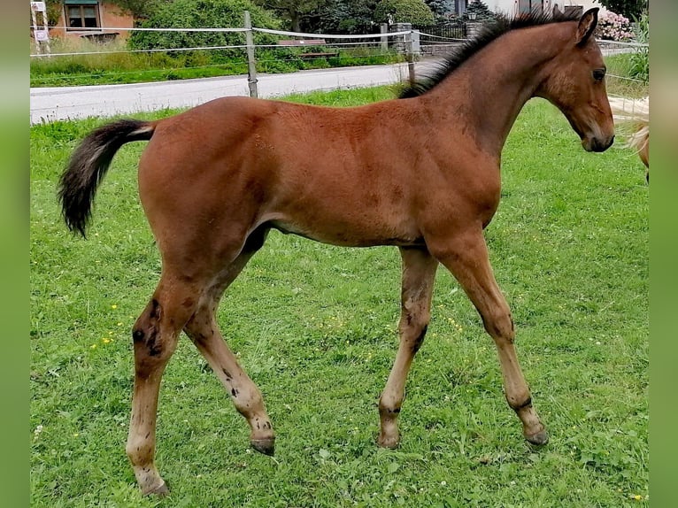 Austrian Warmblood Stallion 1 year 16,3 hh Brown in Grimmenstein