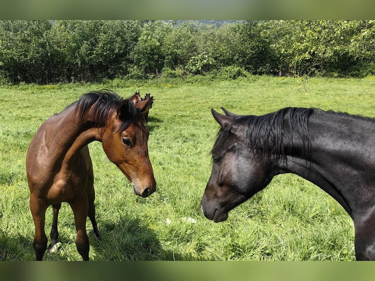 Austrian Warmblood Stallion 1 year 16,3 hh Brown in Grimmenstein