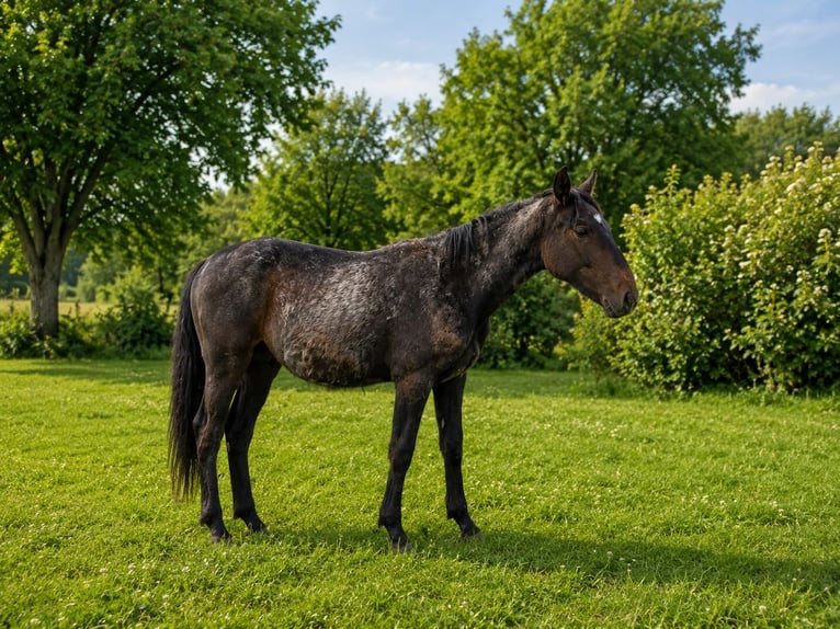 Austrian Warmblood Stallion 1 year 16 hh Grey in Draßmarkt