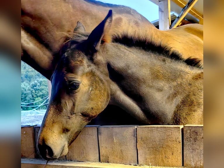 Austrian Warmblood Stallion 1 year 16,2 hh Bay-Dark in Kirchberg am Wechsel