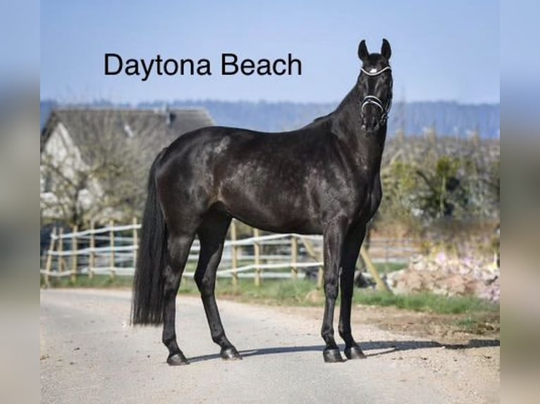 Austrian Warmblood Stallion 1 year 16,2 hh Black in Reichenfels