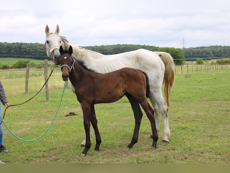 Austrian Warmblood Stallion 1 year 16,2 hh Brown in Dr
