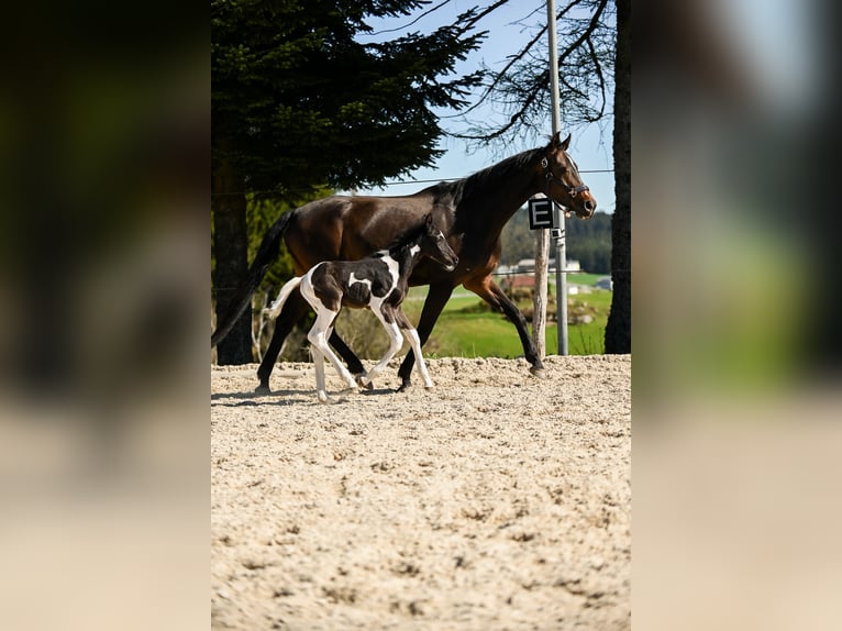 Austrian Warmblood Stallion 1 year 16,2 hh Pinto in Altmelon