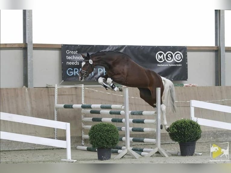 Austrian Warmblood Stallion 1 year 16,3 hh Brown in St Marein bei Graz