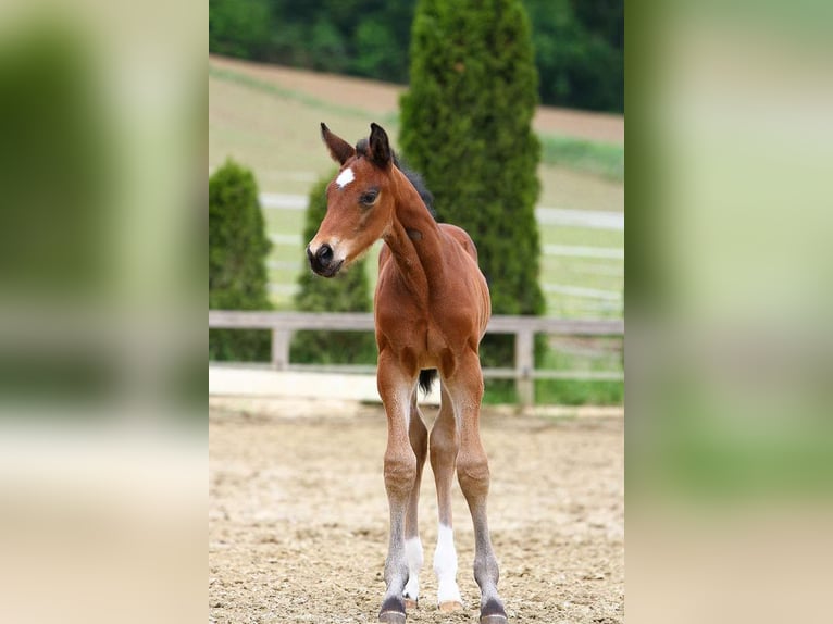 Austrian Warmblood Stallion 1 year 16,3 hh Brown in St Marein bei Graz