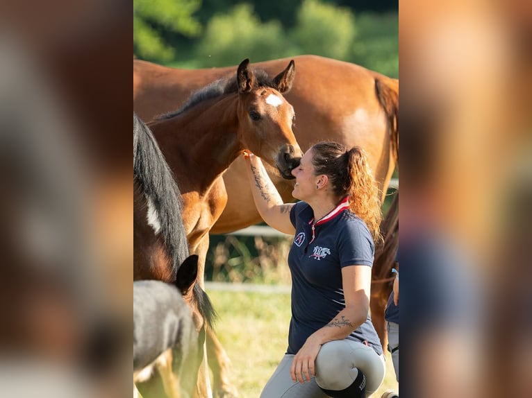 Austrian Warmblood Stallion 1 year 16,3 hh Brown in St Marein bei Graz