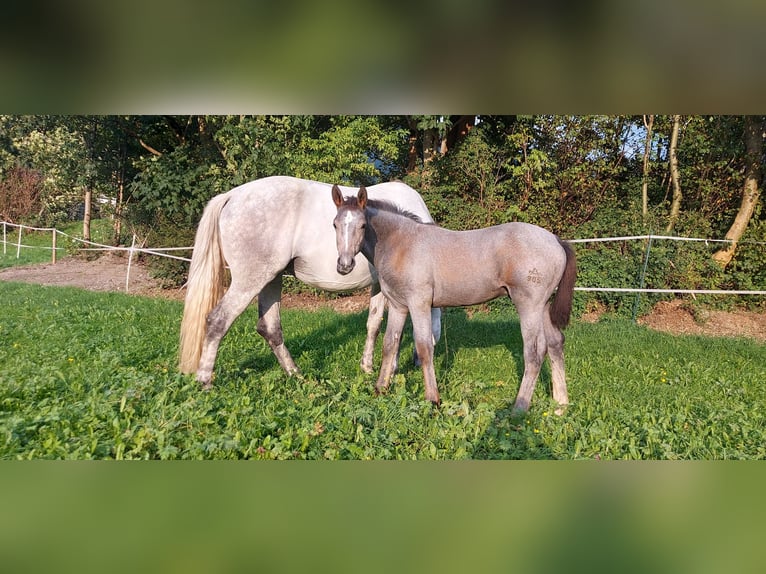Austrian Warmblood Stallion 1 year 17,2 hh Gray-Dark-Tan in Au