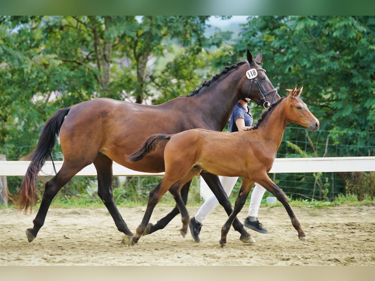 Austrian Warmblood Stallion 1 year 17 hh Bay-Dark in Magdalenberg