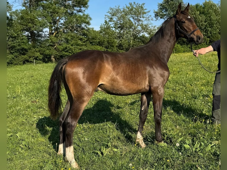 Austrian Warmblood Stallion 1 year Bay-Dark in Laaben