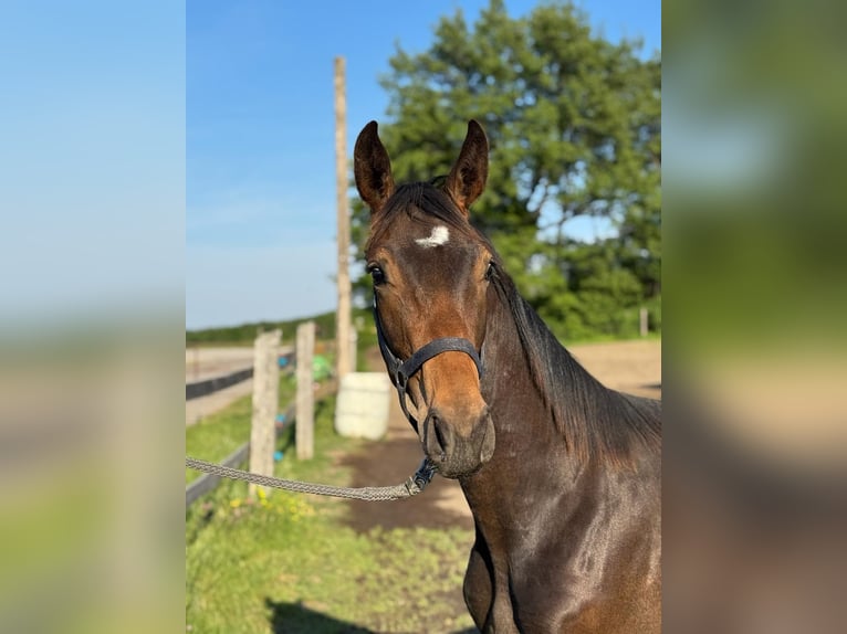 Austrian Warmblood Stallion 1 year Bay-Dark in Laaben