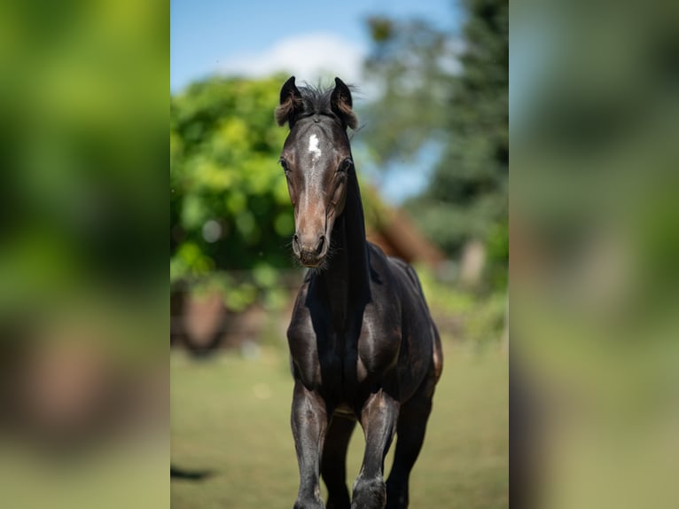 Austrian Warmblood Stallion 1 year Black in Buchberg bei Ilz