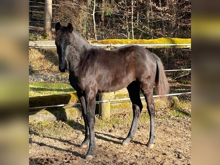 Austrian Warmblood Stallion 1 year Black in Hitzendorf