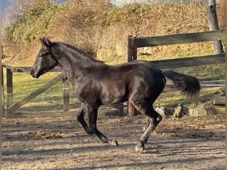 Austrian Warmblood Stallion 1 year Black in Hitzendorf