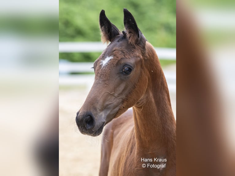 Austrian Warmblood Stallion 1 year Brown in St. Marien