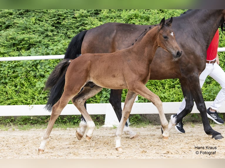 Austrian Warmblood Stallion 1 year Brown in St. Marien