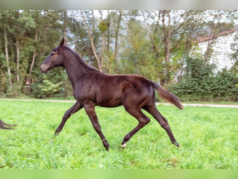 Austrian Warmblood Stallion 1 year Brown in Grafenschachen