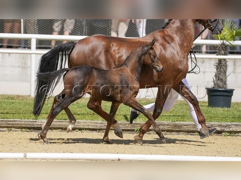 Austrian Warmblood Stallion 1 year Brown in Garsten