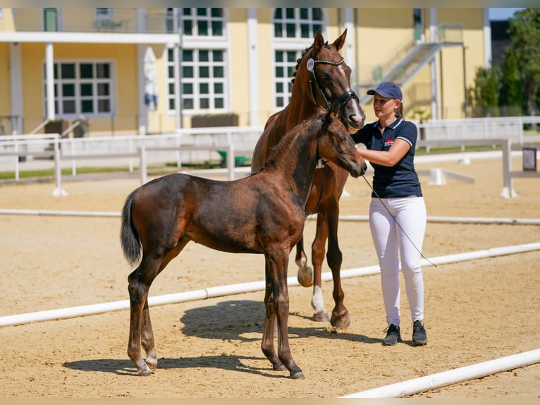 Austrian Warmblood Stallion 1 year Brown in Garsten