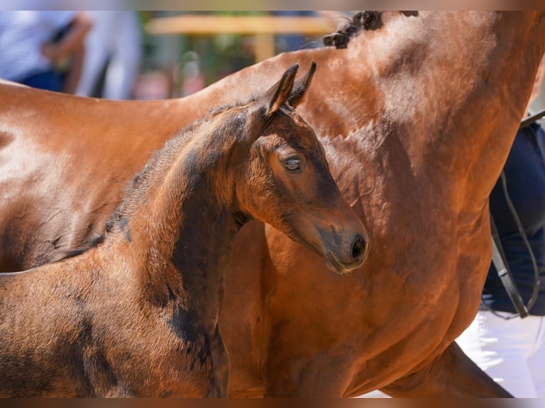 Austrian Warmblood Stallion 1 year Brown in Garsten