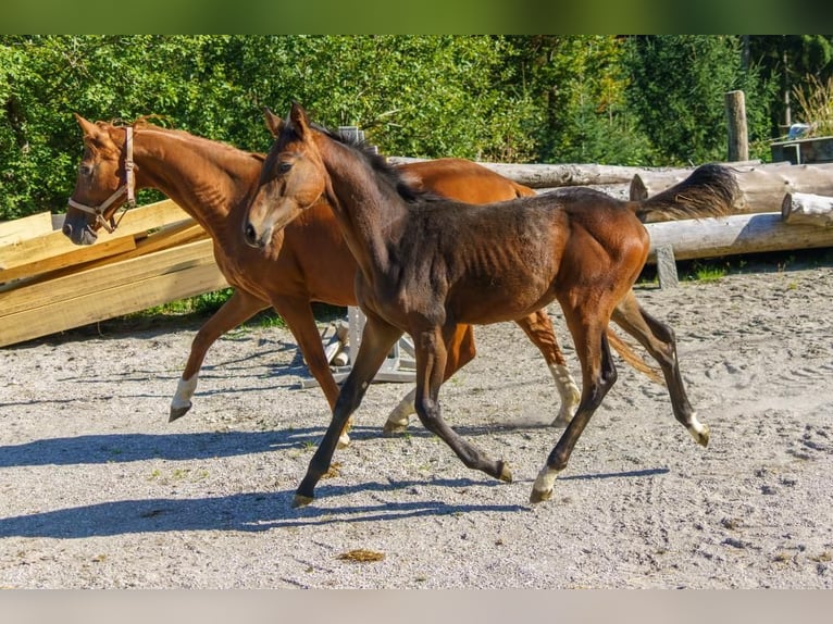 Austrian Warmblood Stallion 1 year Brown in Hopfgarten