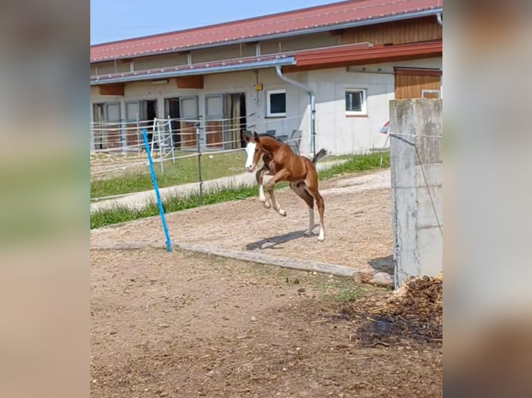 Austrian Warmblood Stallion 1 year Brown in Unterwald