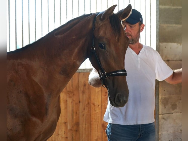 Austrian Warmblood Stallion 1 year Chestnut in Blumegg