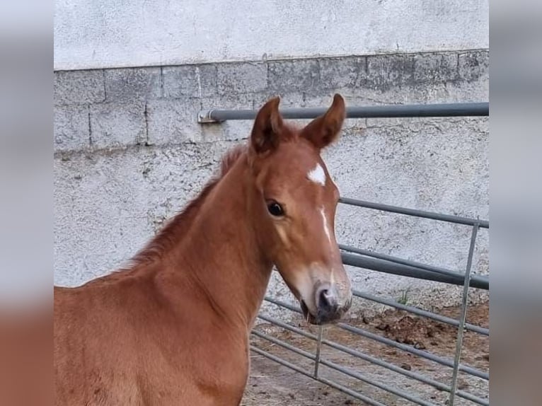 Austrian Warmblood Stallion 1 year Chestnut in Seekirchen